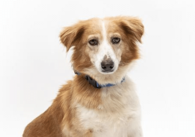 Nani - Mixed breed female, 30 lbs, light brown and white, looks like medium sized sheltie or mini aussie. Available for adoption at Wallis Annenberg Petspace in Playa Vista, CA